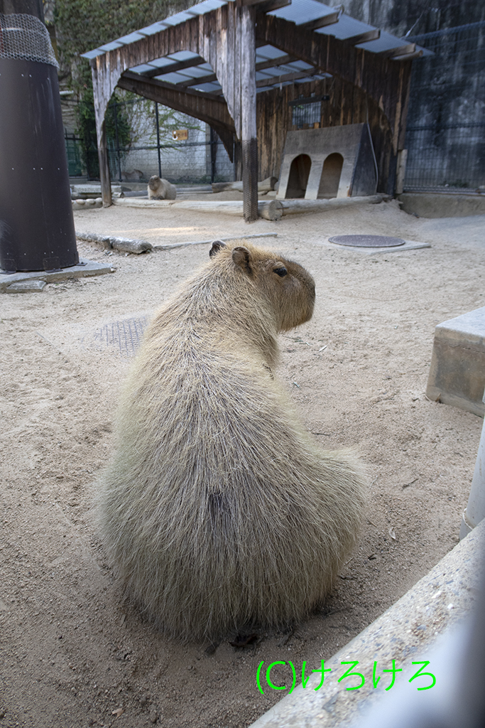 カピバラ 年09月21日 カピバラ タンク