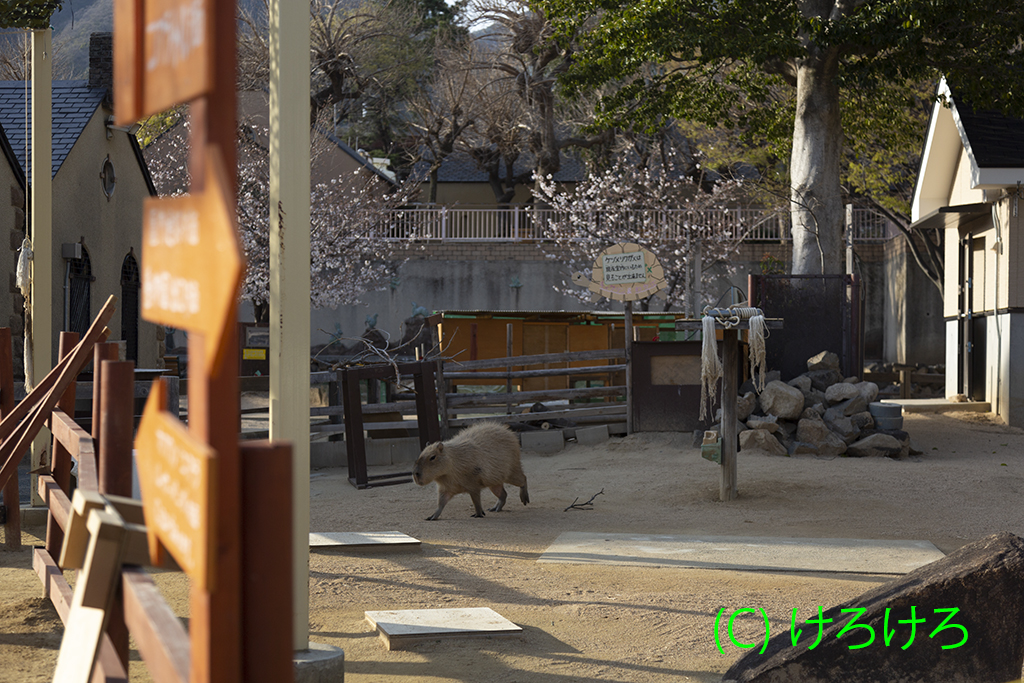 パピコちゃんのお散歩タイム。