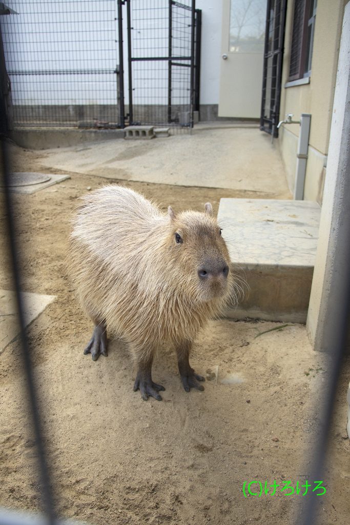 かわいいお顔を見せてくれました。(あさひ)