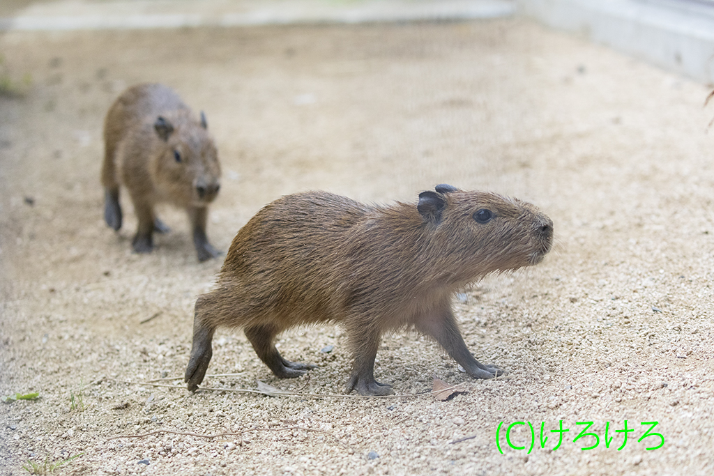 カピバラ 2022年08月12日 | カピバラ・タンク