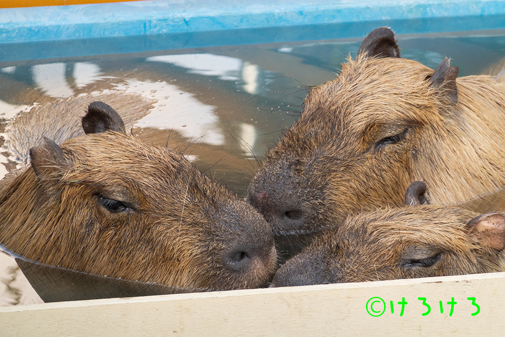 おハナ会議。(左からモナカ、ソウ、パピコ)