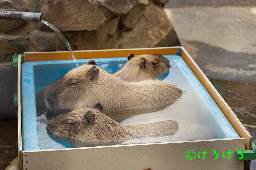 かけ流し仕様。(手前からパピコ、ソウ、モナカ)
