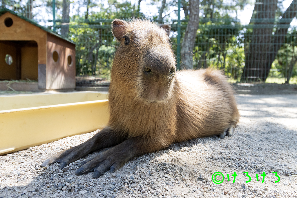 カピバラ 2023年09月09日(海の中道海浜公園) | カピバラ・タンク
