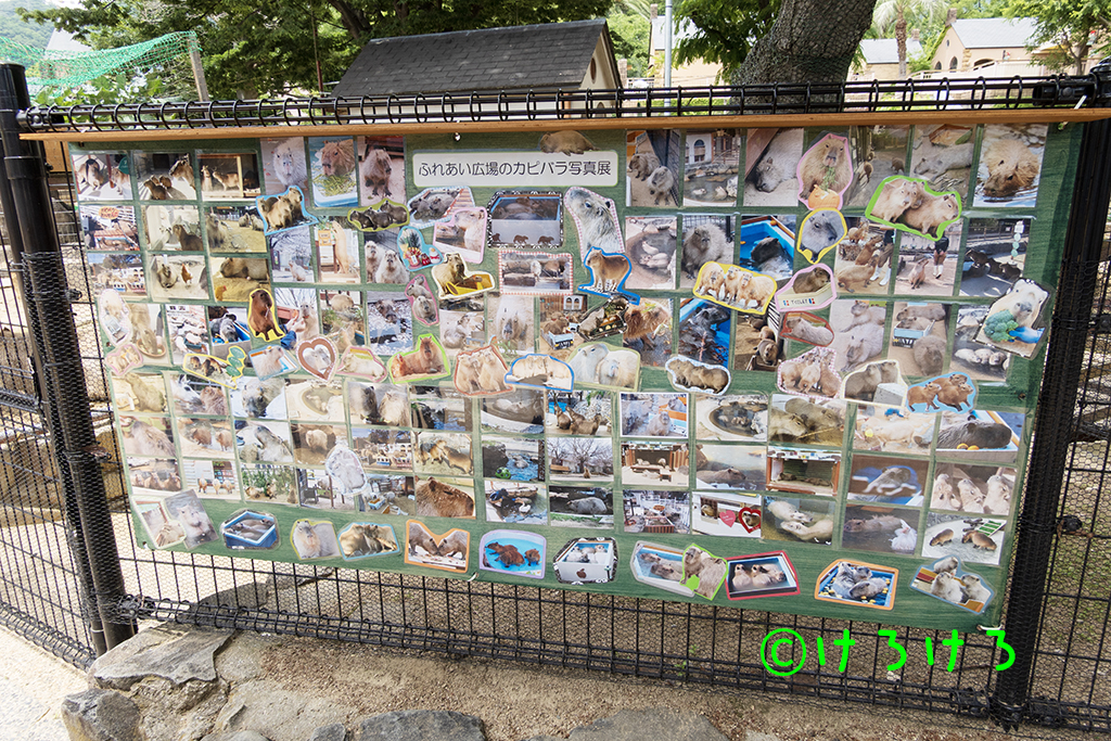 ふれあい広場のカピバラ写真展
