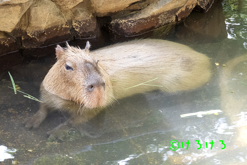 プール気持ちいいよ。(パピコ)