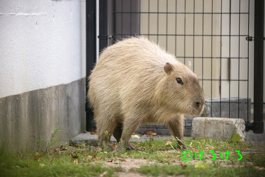 丸くてかわいいかった。(あさひ)