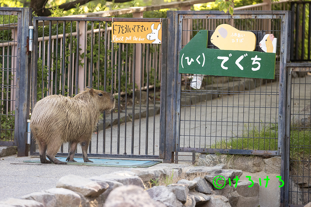 誰かあけてくれないかな?(パピコ)