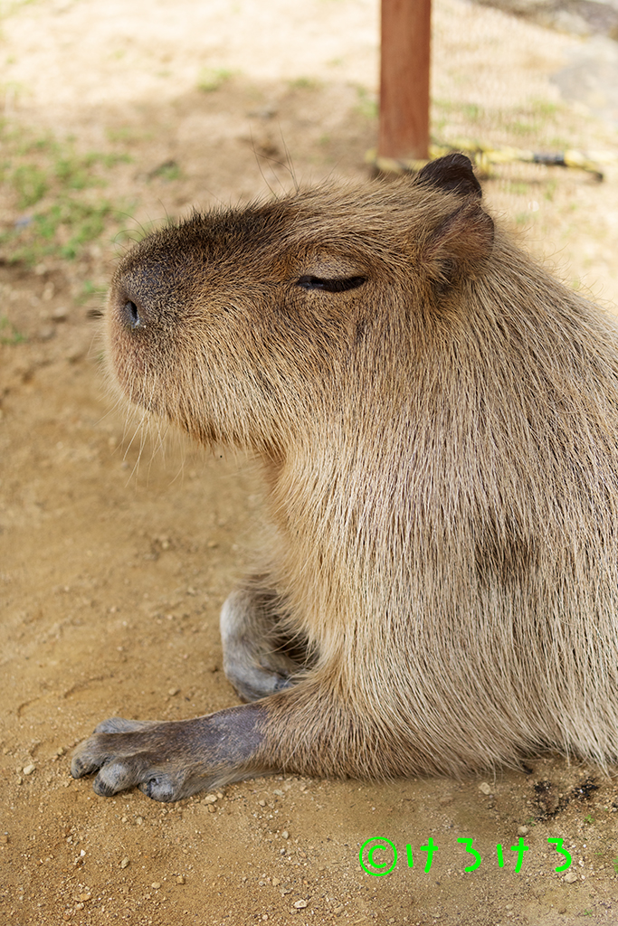 パピコちゃん、脚かわいい。