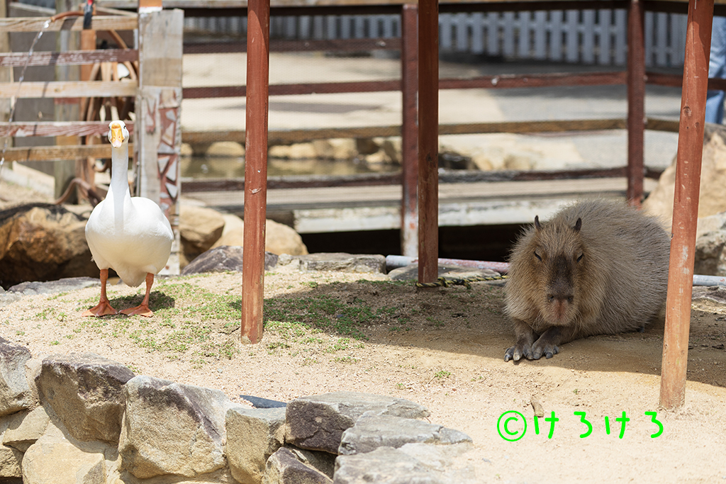 つゆちゃんとパピコちゃん(右)。