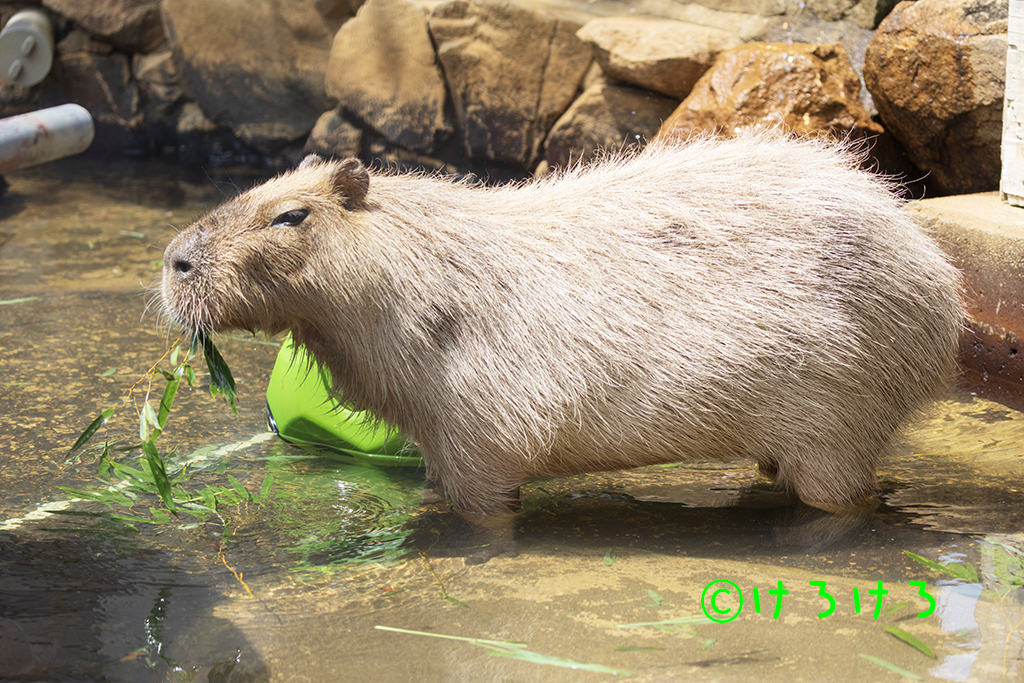 おもしろかわいく写った(パピコ)。
