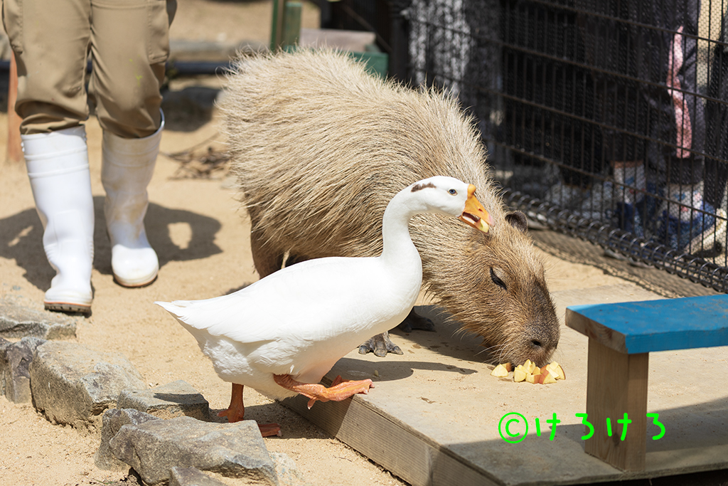 ご褒美のリンゴ、いただきます。(手前から、つゆ、パピコ)