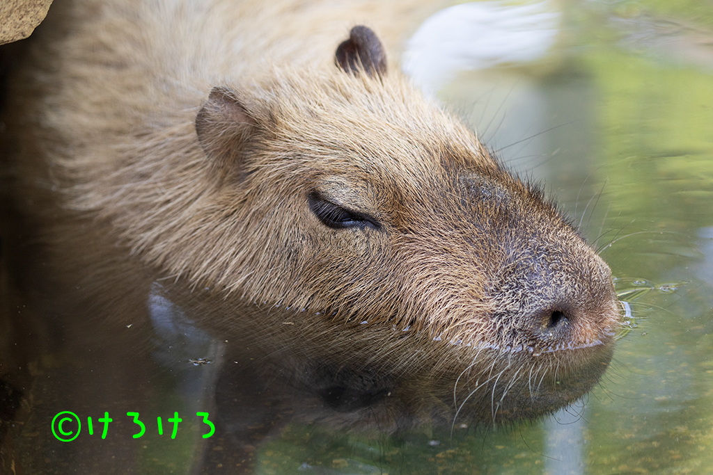 お水につかって休憩中(パピコ)