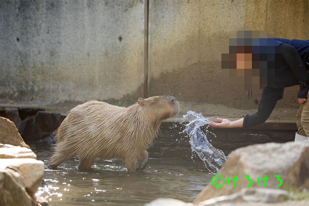 水をかけられるのが大好きなパピコ。