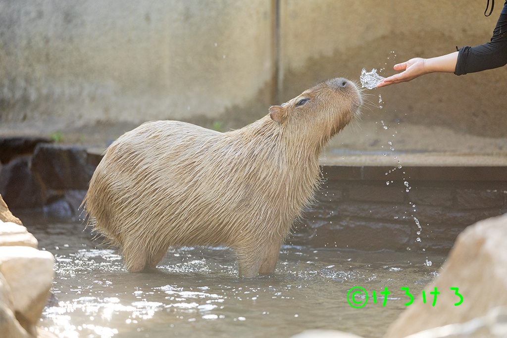 お水の飾りどうぞ、みたいに写った。(パピコ)
