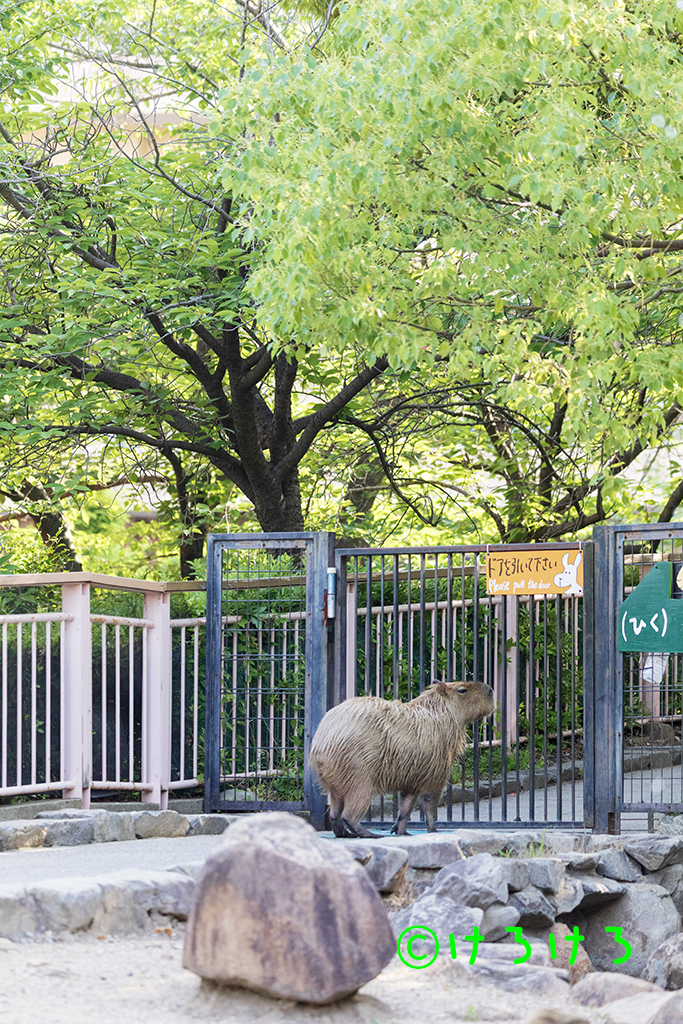 脱走計画中?(パピコ)