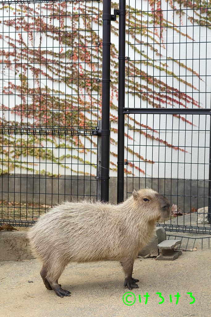 芸術の秋？めんまさん。