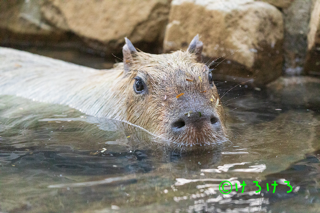 落ち葉をつけて泳いでいたよ。(パピコ)