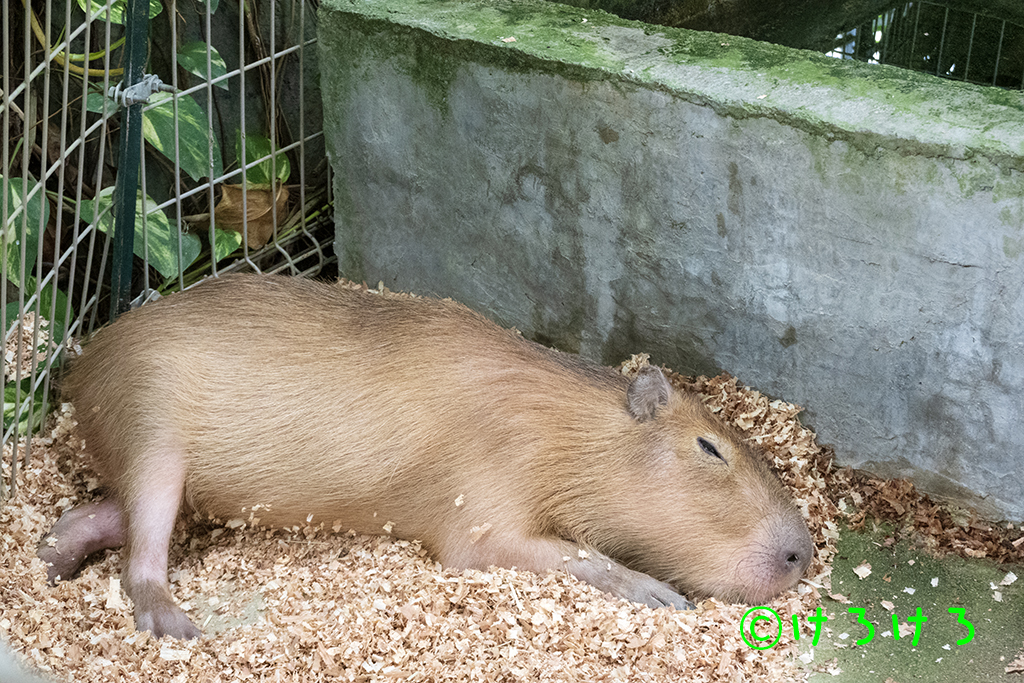 おねむタイム。(なると)