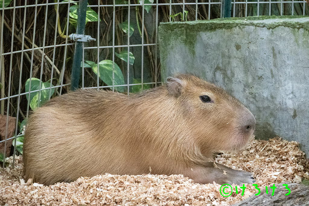 横向きなるとくん。