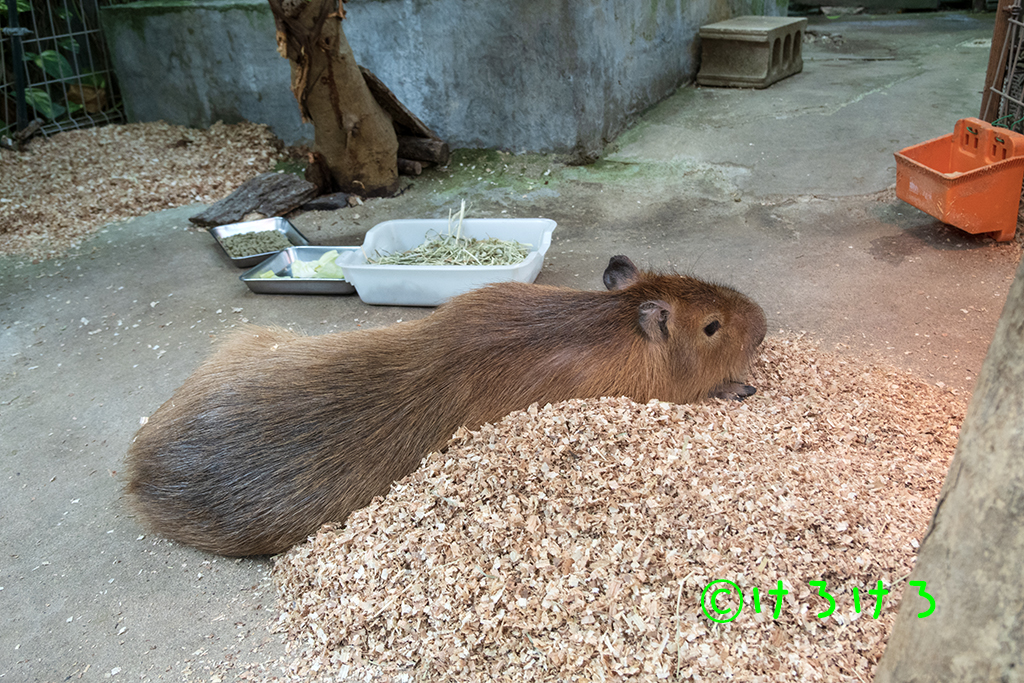 長ーくなっていた。(なると)