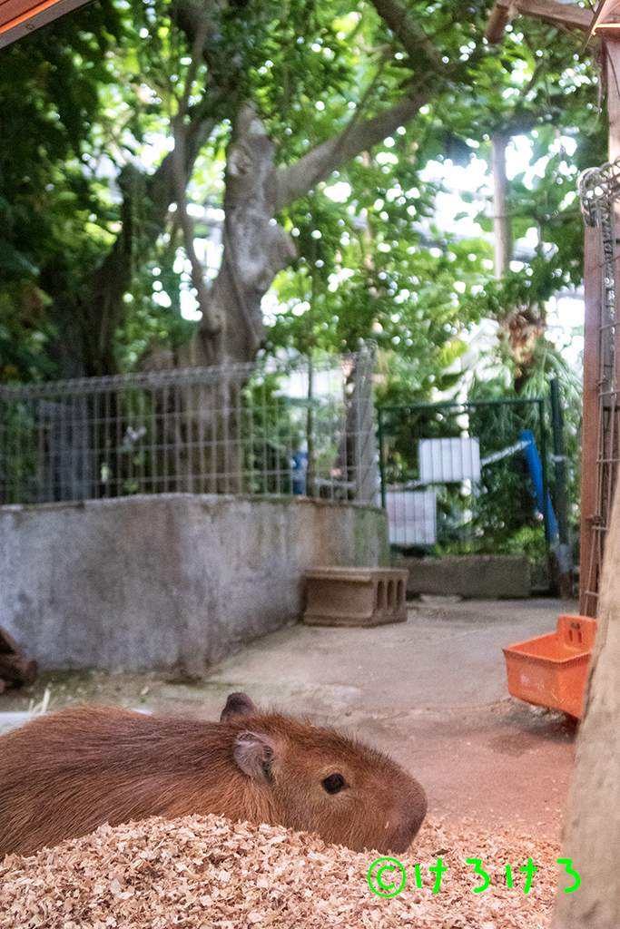 大温室の中の放飼場。