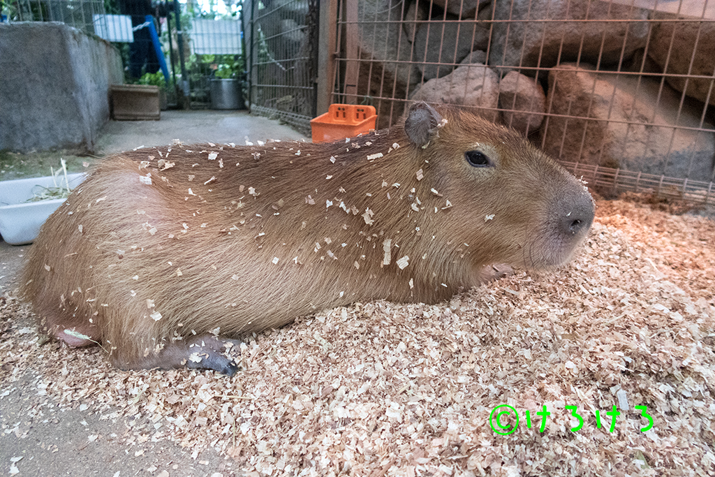 おがくずまみれ。(なると)