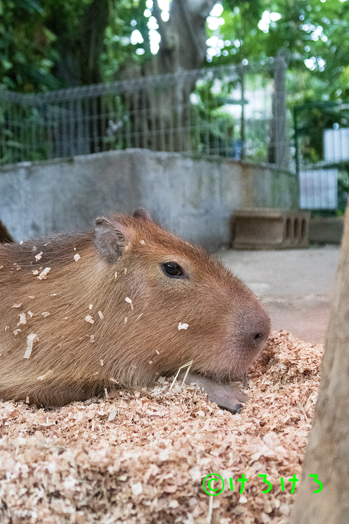 おがくずまみれ。(なると)