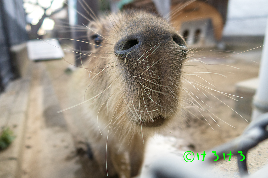 ちゃーしゅーさん、よいお年を。