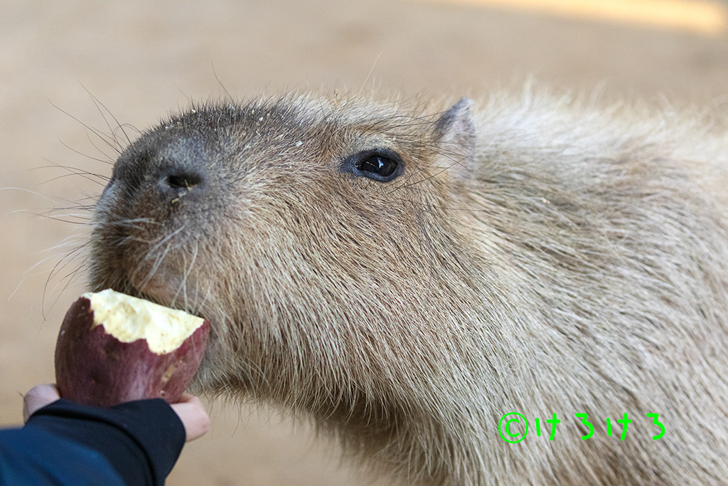おいもあむー(パピコ)