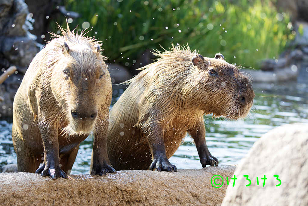 一斉にあがってきた。