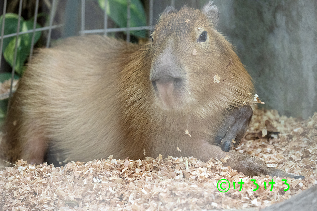 なるとくん、初めまして。