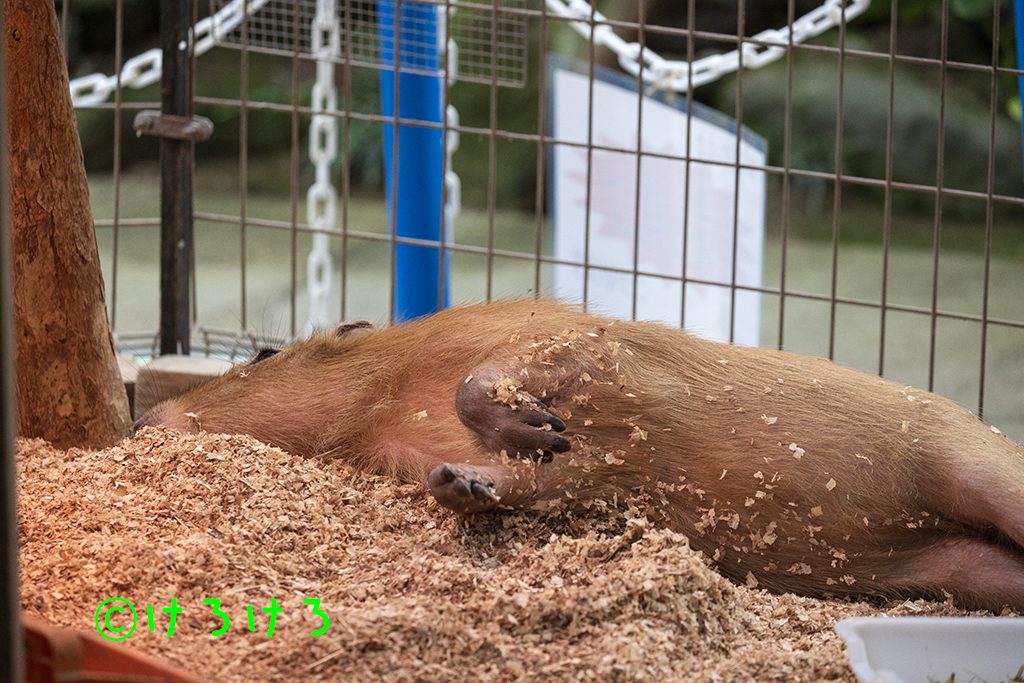 おがくずベッドでごろごろー。(なると)