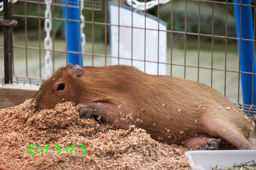 おがくずベッドでごろごろー。(なると)