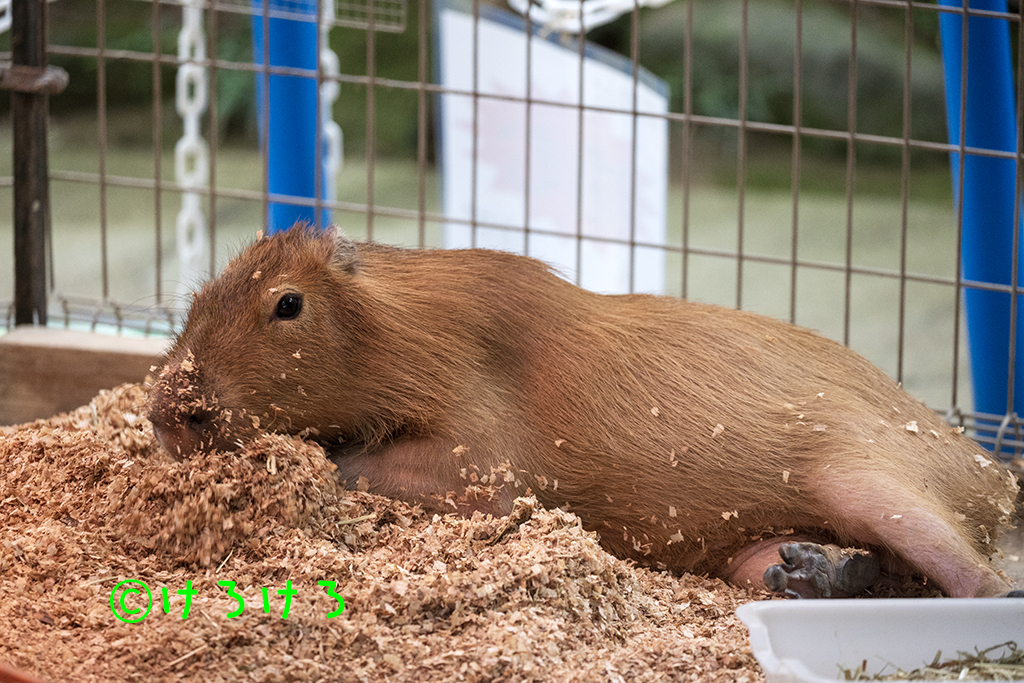 おがくずベッドでごろごろー。(なると)