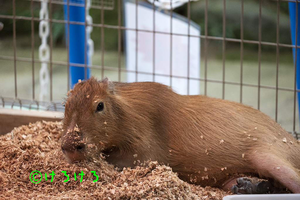 おがくずベッドでごろごろー。(なると)