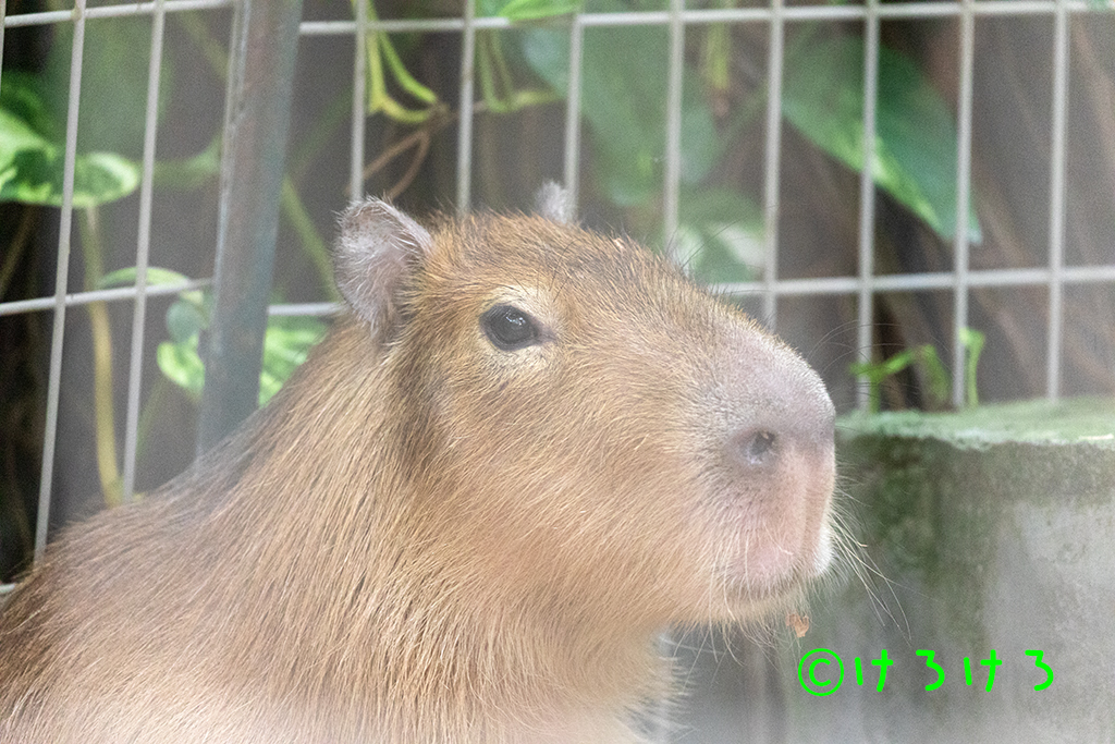 まだまだ仔カピのお顔(なると)