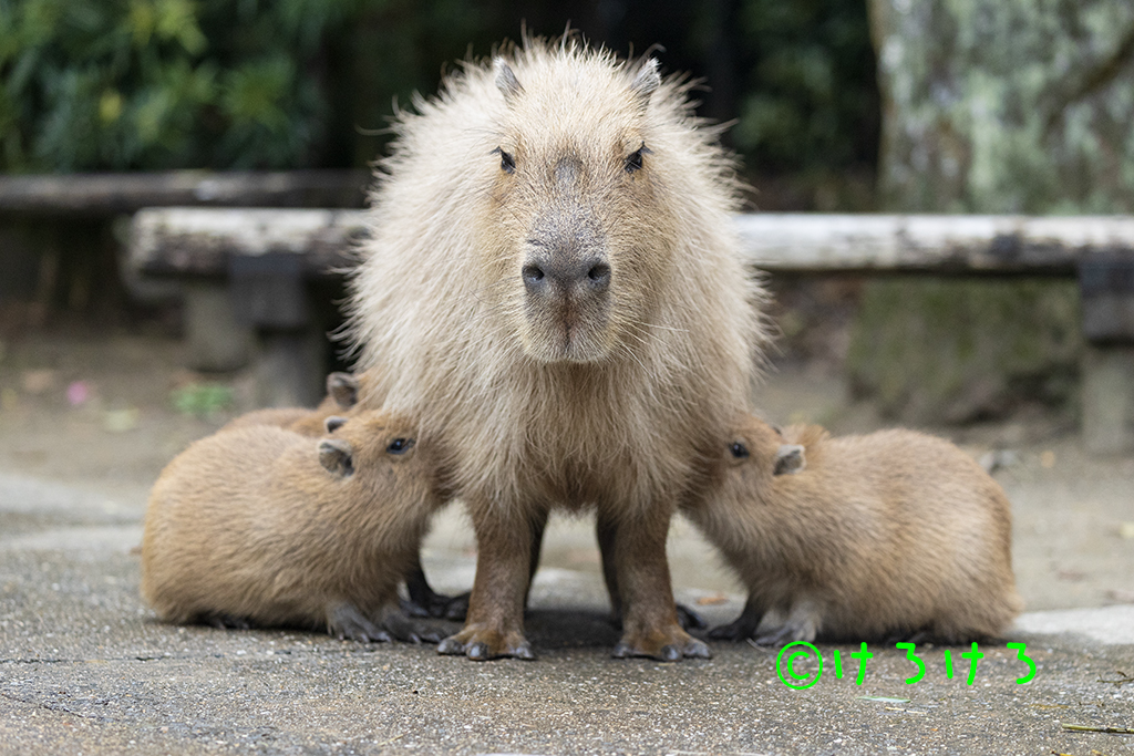 まどかと赤カピ(さくら、しぐれ、ろうかん) 授乳中