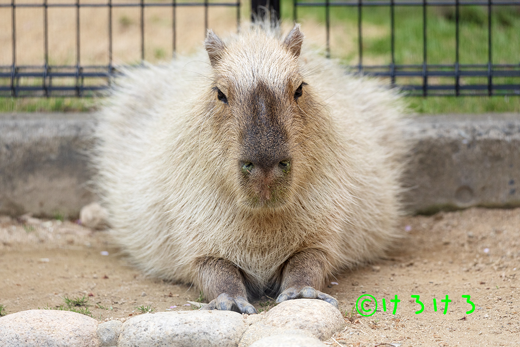 おすわりめんまさん。