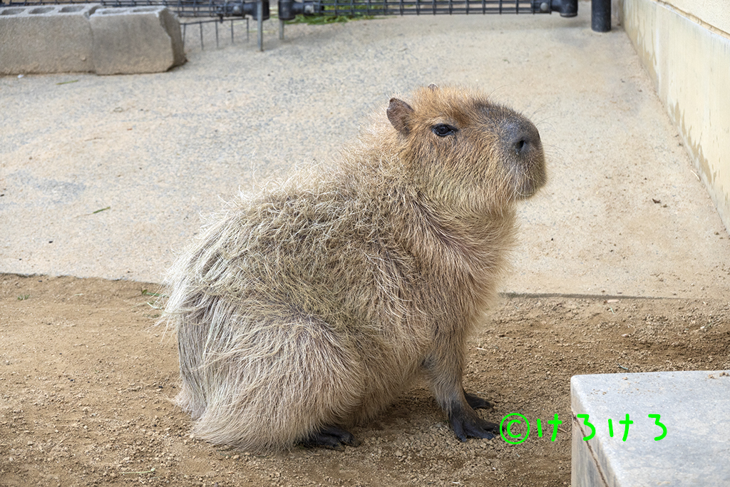 この日のちゃーしゅーさんおしりの模様が面白かった。
