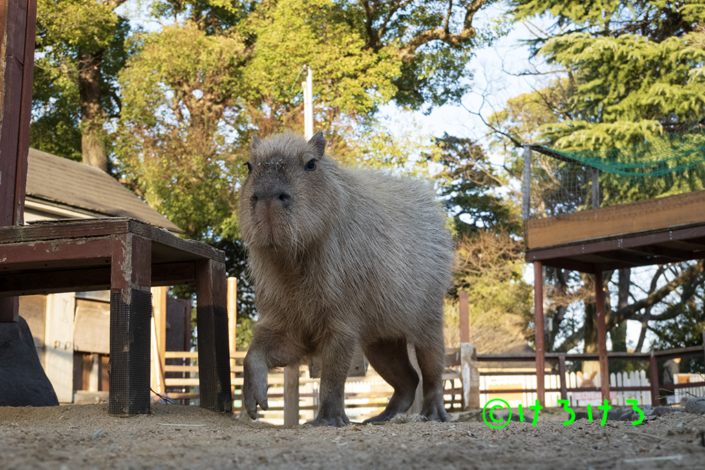 パピコが近づいてきた、