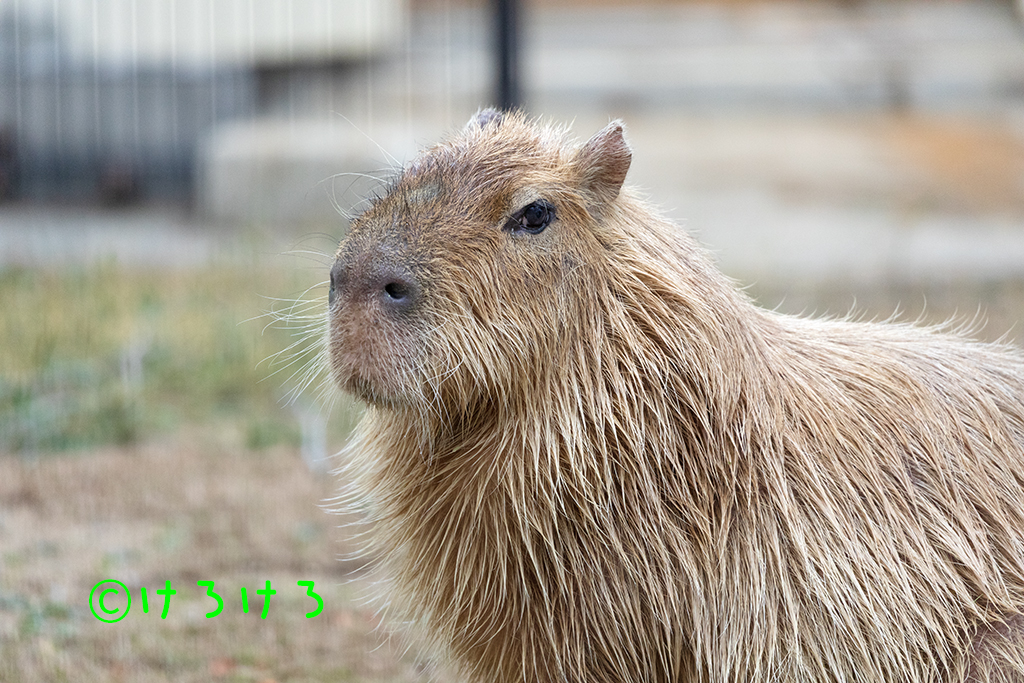 あさひちゃんアップ。