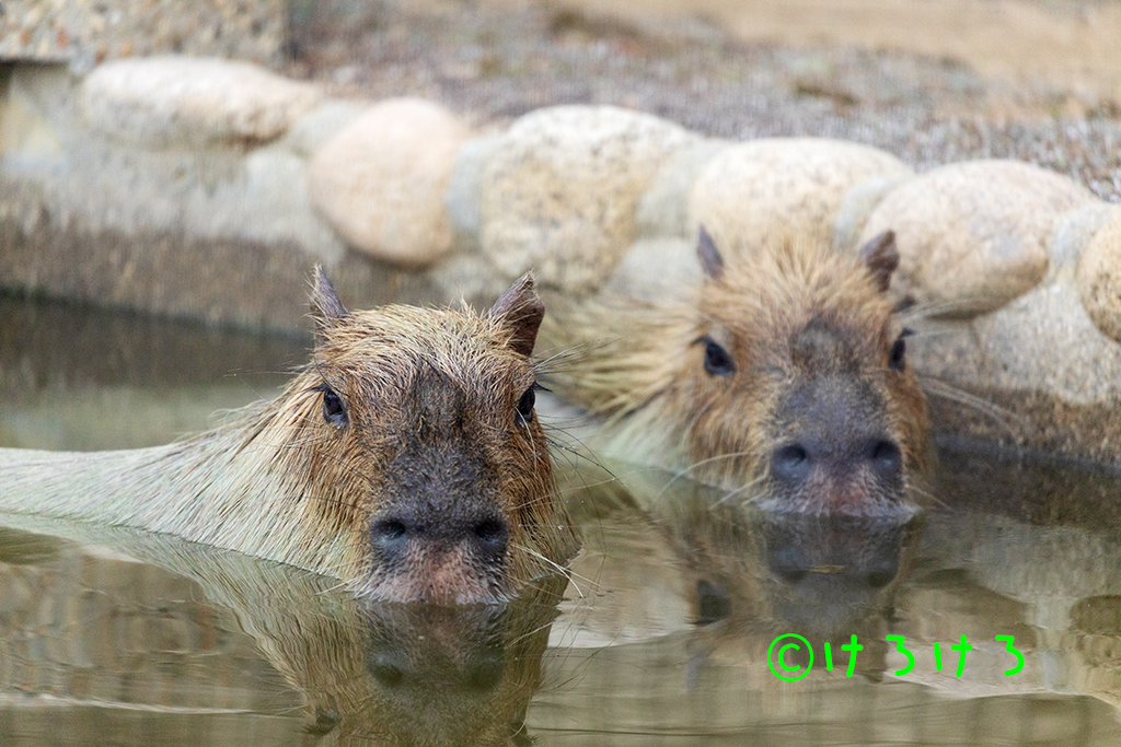 並んでお風呂。(左からめんま、ちゃーしゅー)
