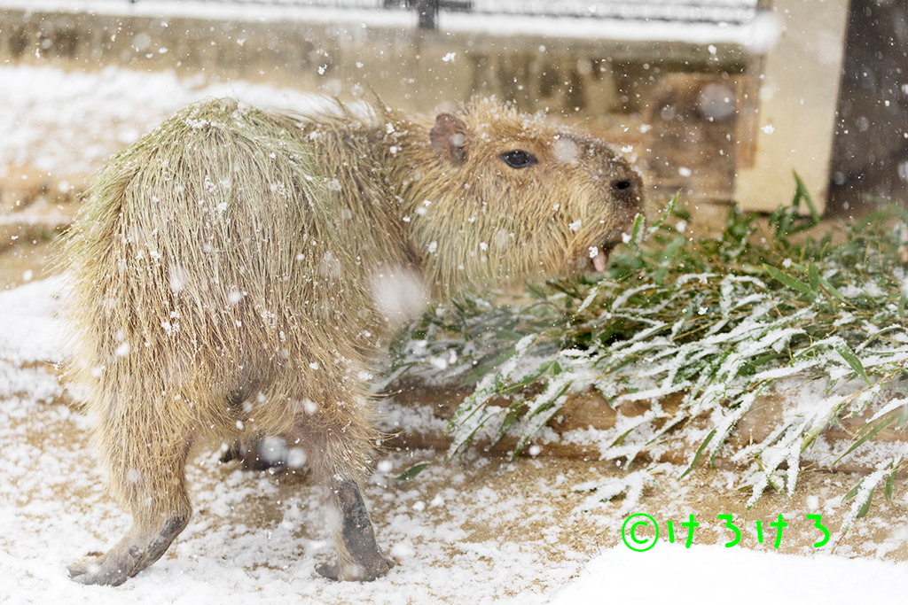 温泉に行きかけたけど、笹をあむー。(ちゃーしゅー)