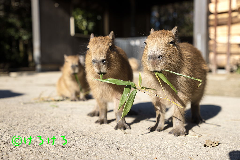 まどかの赤カピ(さくら、しぐれ、ろうかん、順不同）