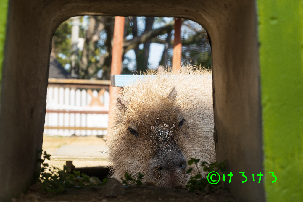 トンネルパピコ。