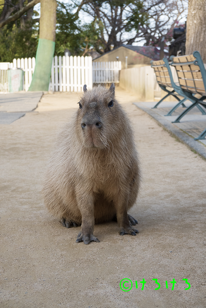 おすましパピコ。