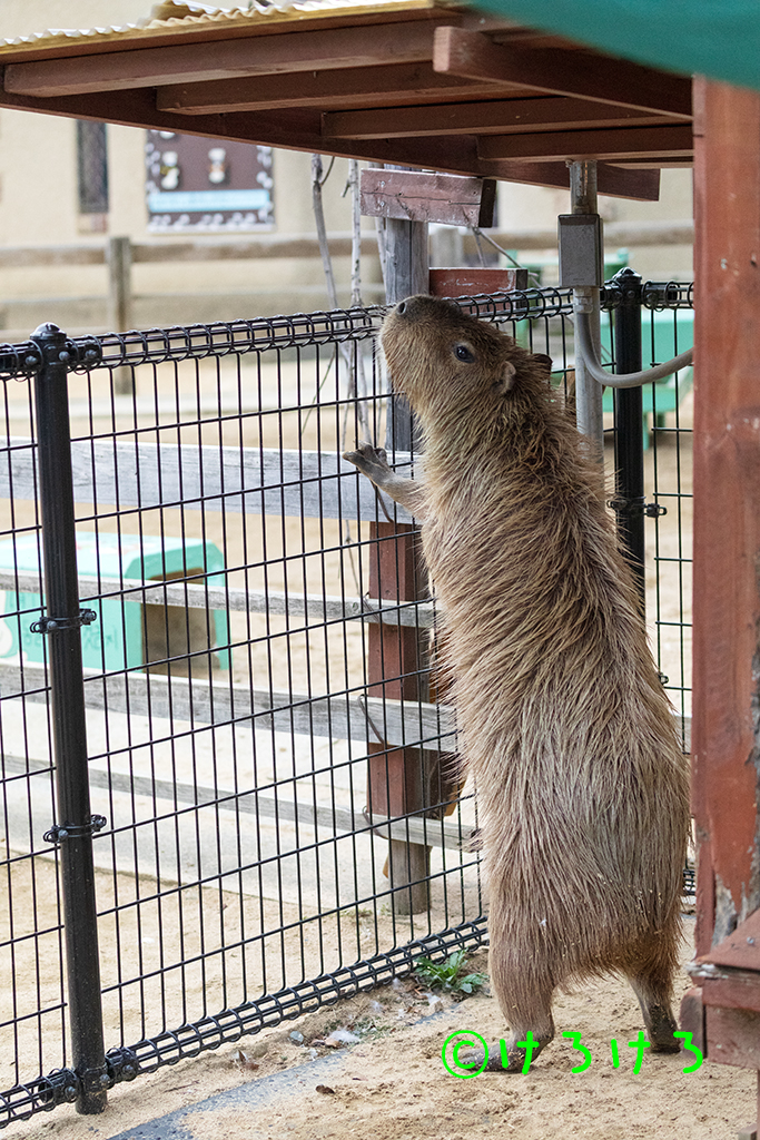 早くおうちにかえりたーい。(パピコ）