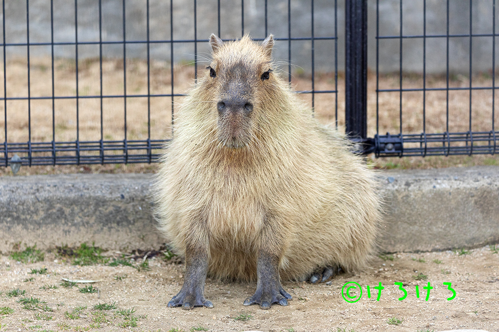 とんがりちゃーしゅー。