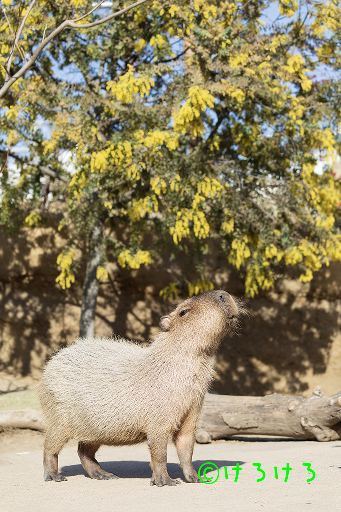 ミモザとカピバラ
